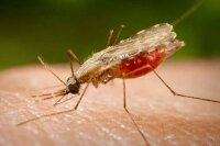 Малярия в Камбодже